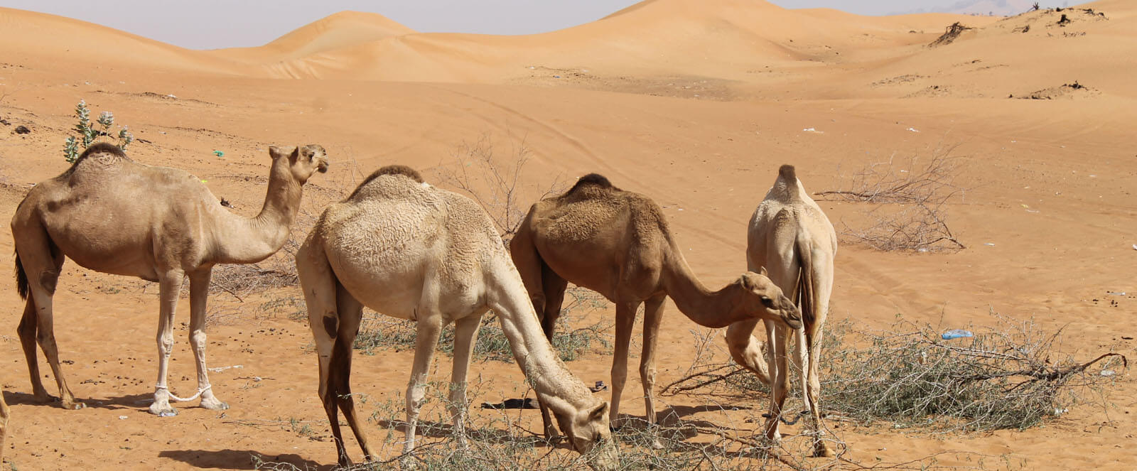 1-or-2-hour-camel-trekking-adventure-dubai