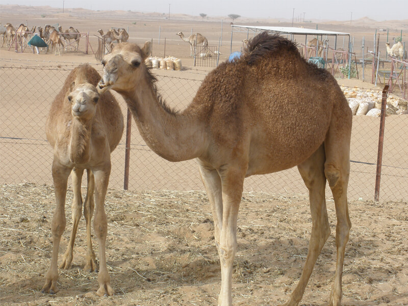 Exploring-dubai-camel-farm-with-family-and-friends
