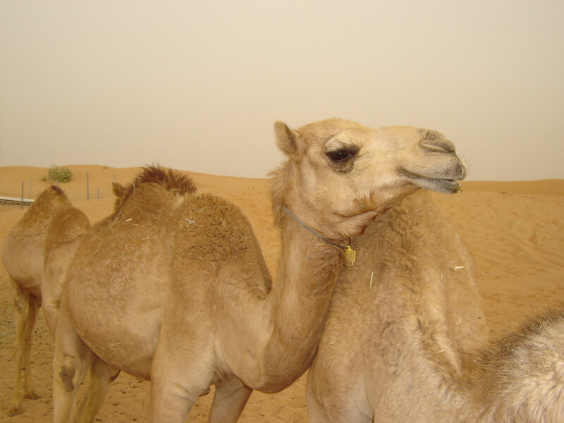 camel-farm-dubai-camel-farm-tour