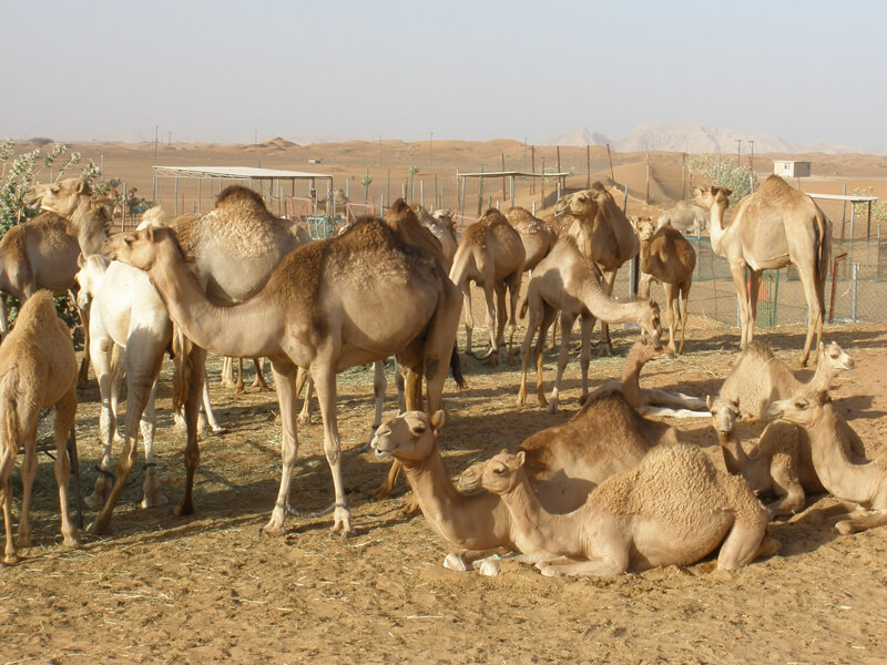 camel-farm-tour-dubai-educational-school-group-tour-dubai