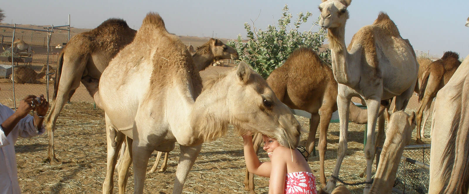 camel-farm-tour-for-kids