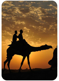 1hour-camel-ride-desert-safari-tour-dubai-with-desert-dinner-price-cost-dubai