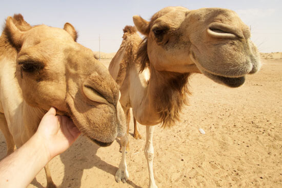 private-desert-camp-bbq-camel-tour-dubai